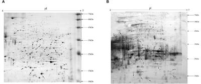 Surface Immunoproteomics Reveals Potential Biomarkers in Alicyclobacillus acidoterrestris